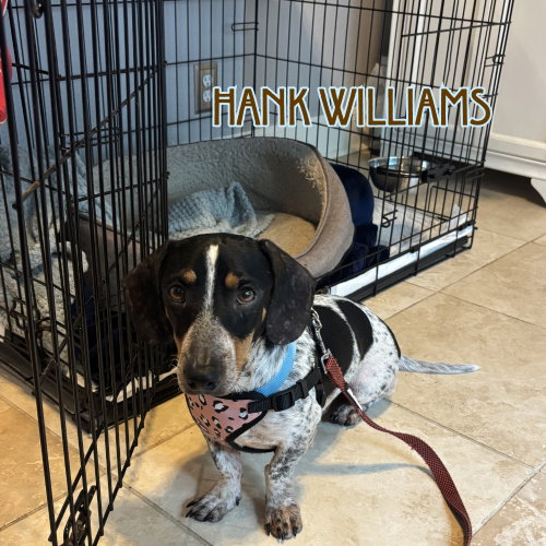Hank Williams photo 19