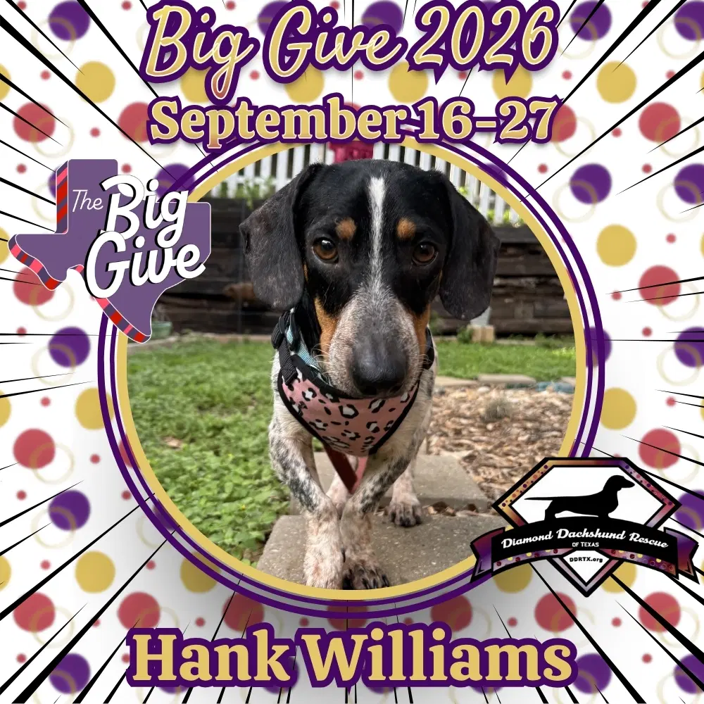 Hank Williams - Dachshund