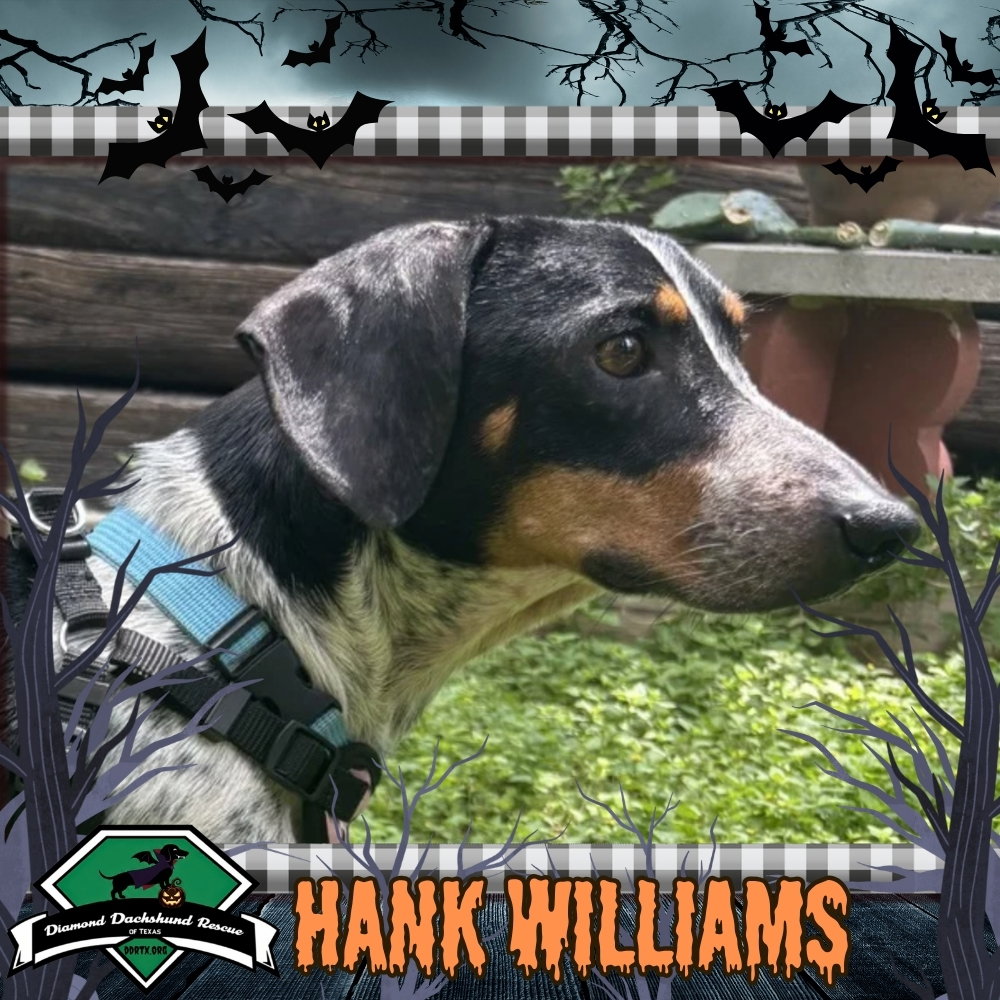 Hank Williams, Dachshund