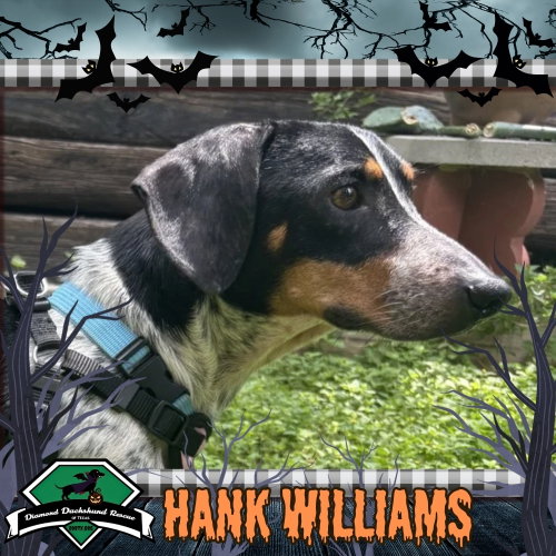 Hank Williams, a dog for adoption from Diamond Dachshund Rescue of Texas