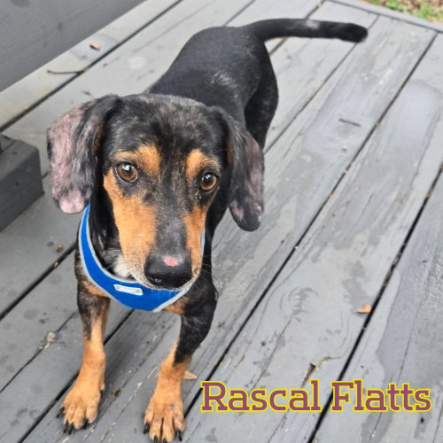 Rascal Flatts photo 3
