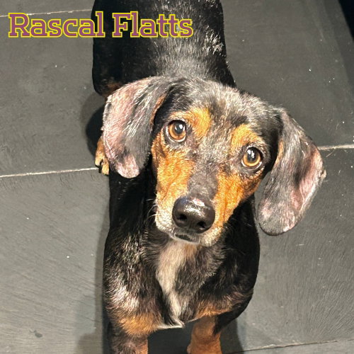 Rascal Flatts photo 12