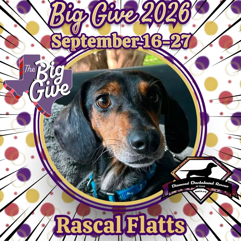 Rascal Flatts - Dachshund