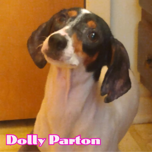 Dolly Parton photo 7