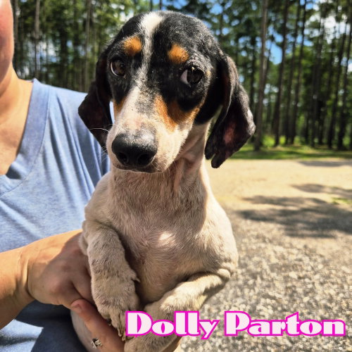Dolly Parton photo 5