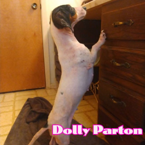 Dolly Parton photo 6