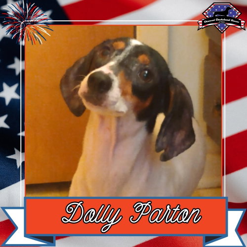 Dolly Parton, an adoptable Dachshund in San Antonio, TX
