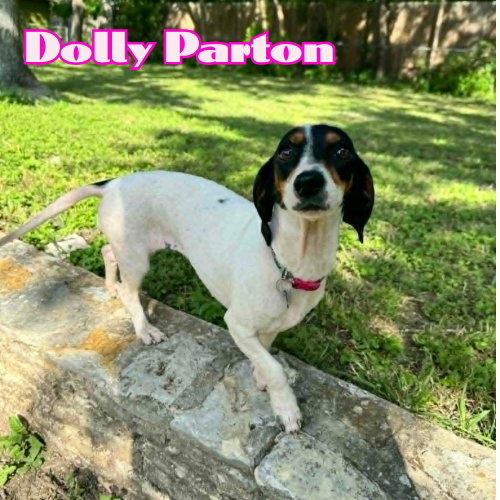Dolly Parton photo 2
