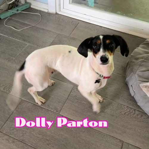Dolly Parton photo 3
