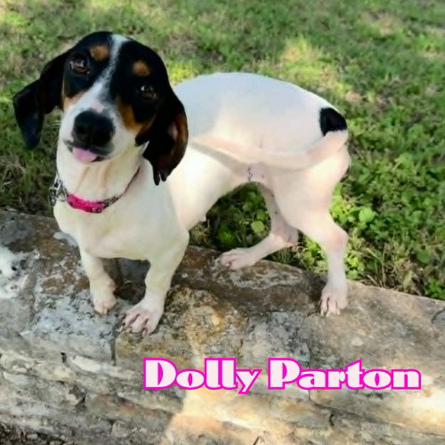 Dolly Parton photo 10