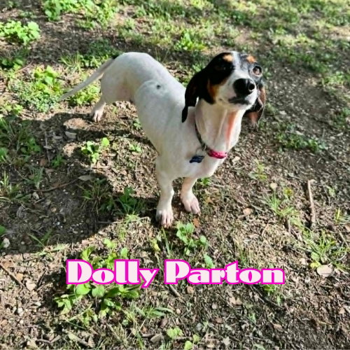 Dolly Parton photo 11