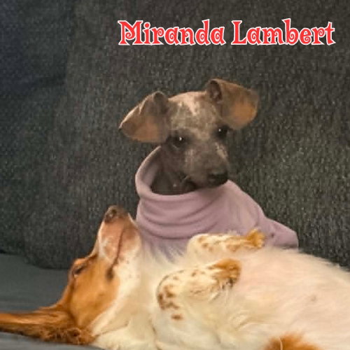 Miranda Lambert photo 6