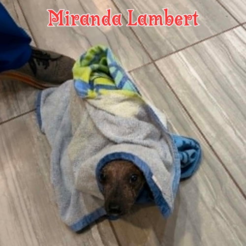 Miranda Lambert photo 13
