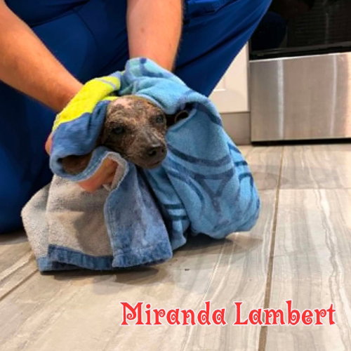 Miranda Lambert photo 16