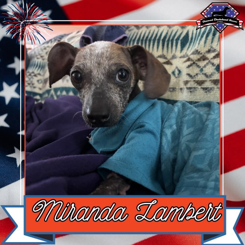 Miranda Lambert, an adoptable Dachshund in San Antonio, TX