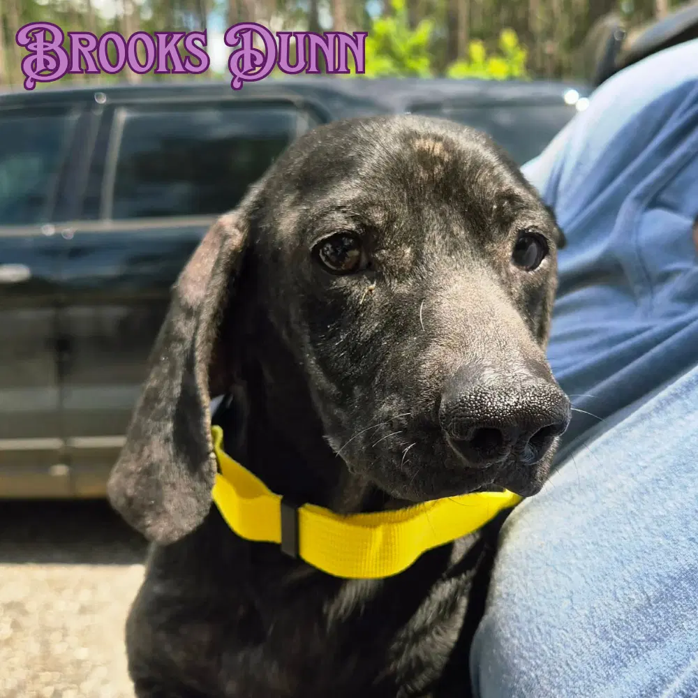 Brooks Dunn image 2