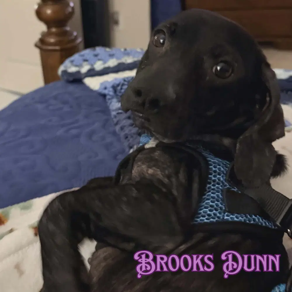 Brooks Dunn image 4