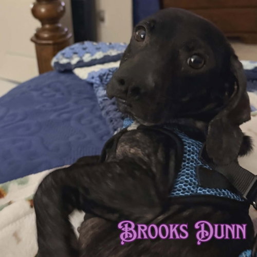 Brooks Dunn photo 4