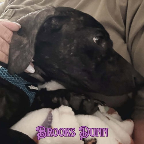 Brooks Dunn photo 6