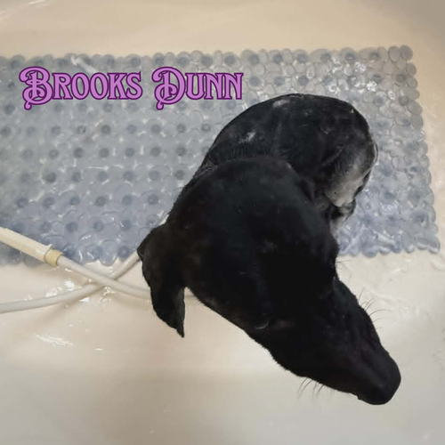 Brooks Dunn photo 11