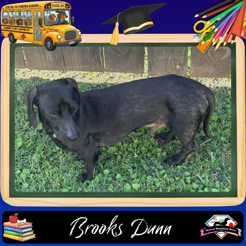 Brooks Dunn - Dachshund