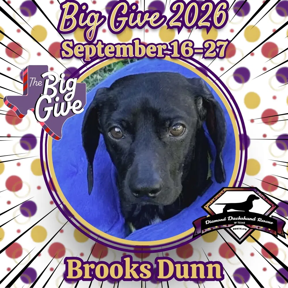Brooks Dunn - Dachshund