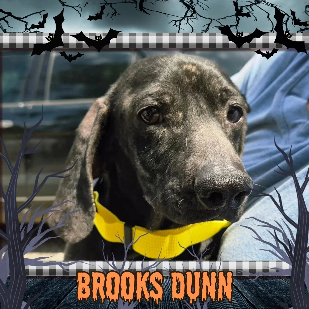 Brooks Dunn