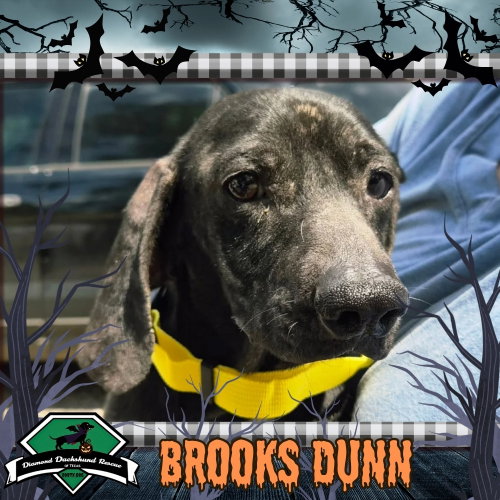 Brooks Dunn, a dog for adoption from Diamond Dachshund Rescue of Texas