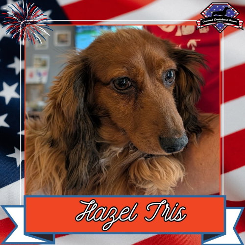 Hazel Iris+, an adoptable Dachshund in San Antonio, TX