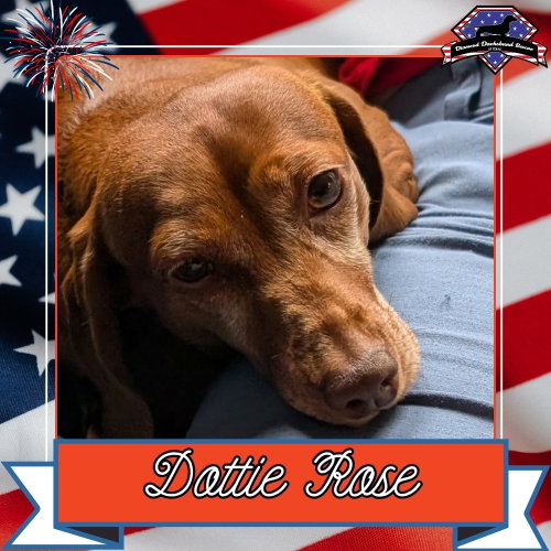 Dottie Rose+, an adoptable Dachshund in San Antonio, TX
