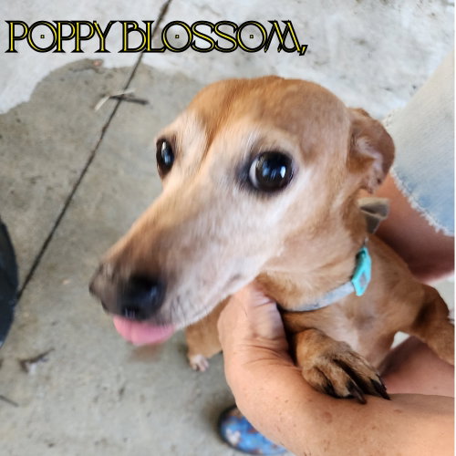 Poppy Blossom photo 5