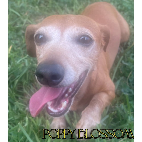 Poppy Blossom photo 3