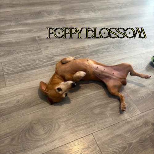 Poppy Blossom photo 4