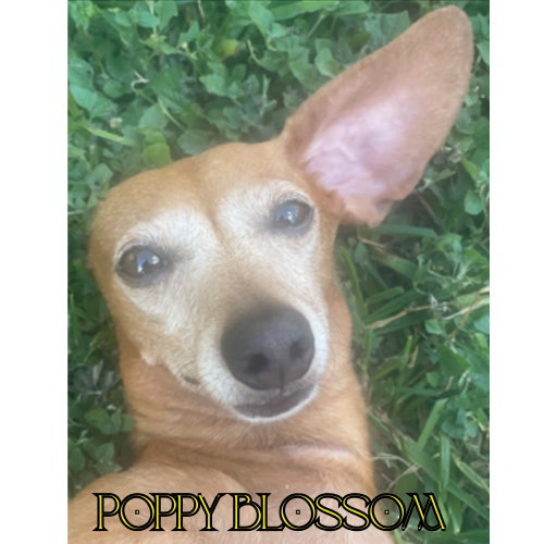 Poppy Blossom photo 6