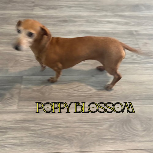 Poppy Blossom photo 7