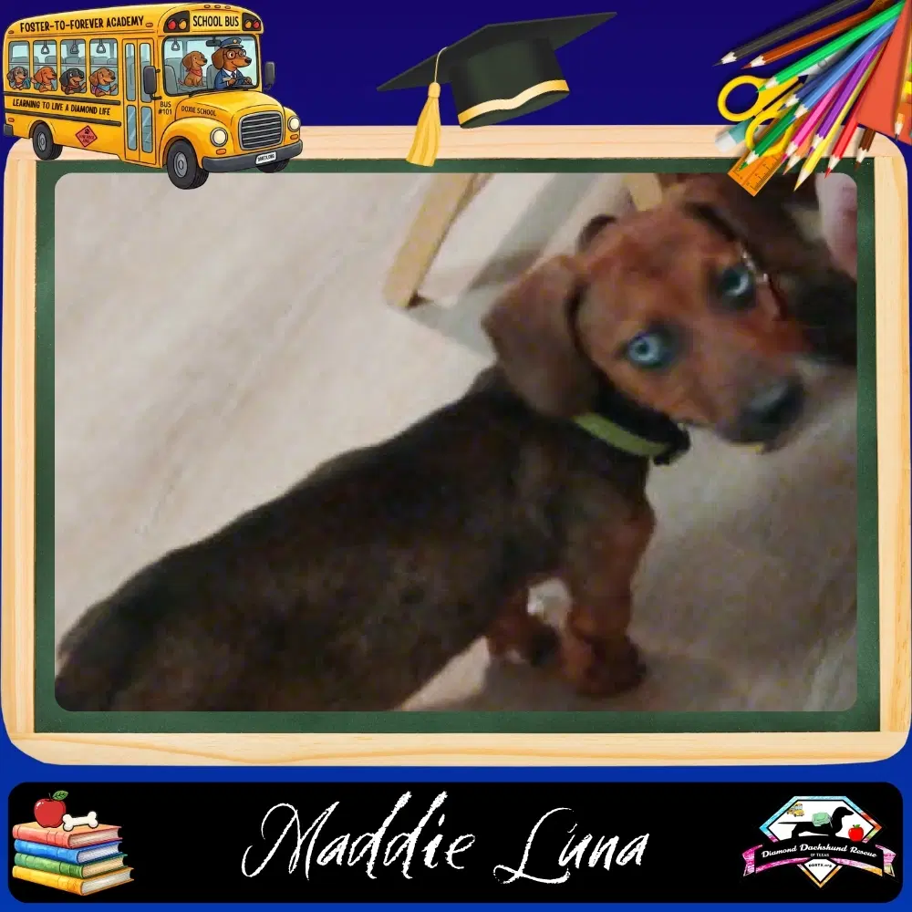 Maddie Luna - Dachshund