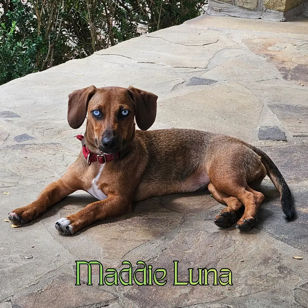Maddie Luna image 2