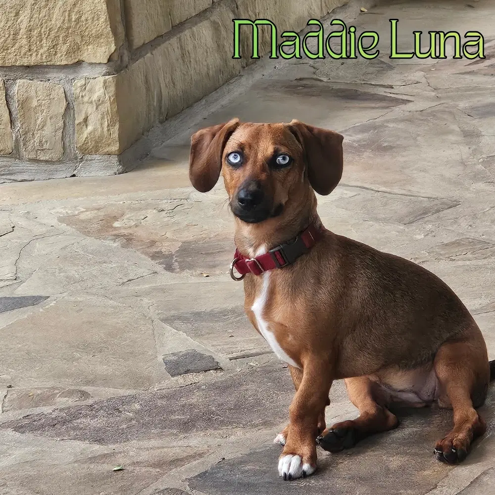 Maddie Luna image 4