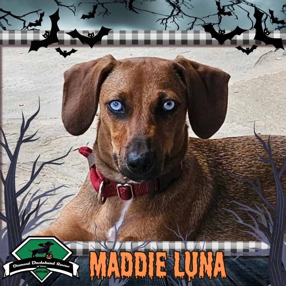 Maddie Luna, Dachshund