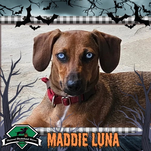 Maddie Luna, a dog for adoption from Diamond Dachshund Rescue of Texas