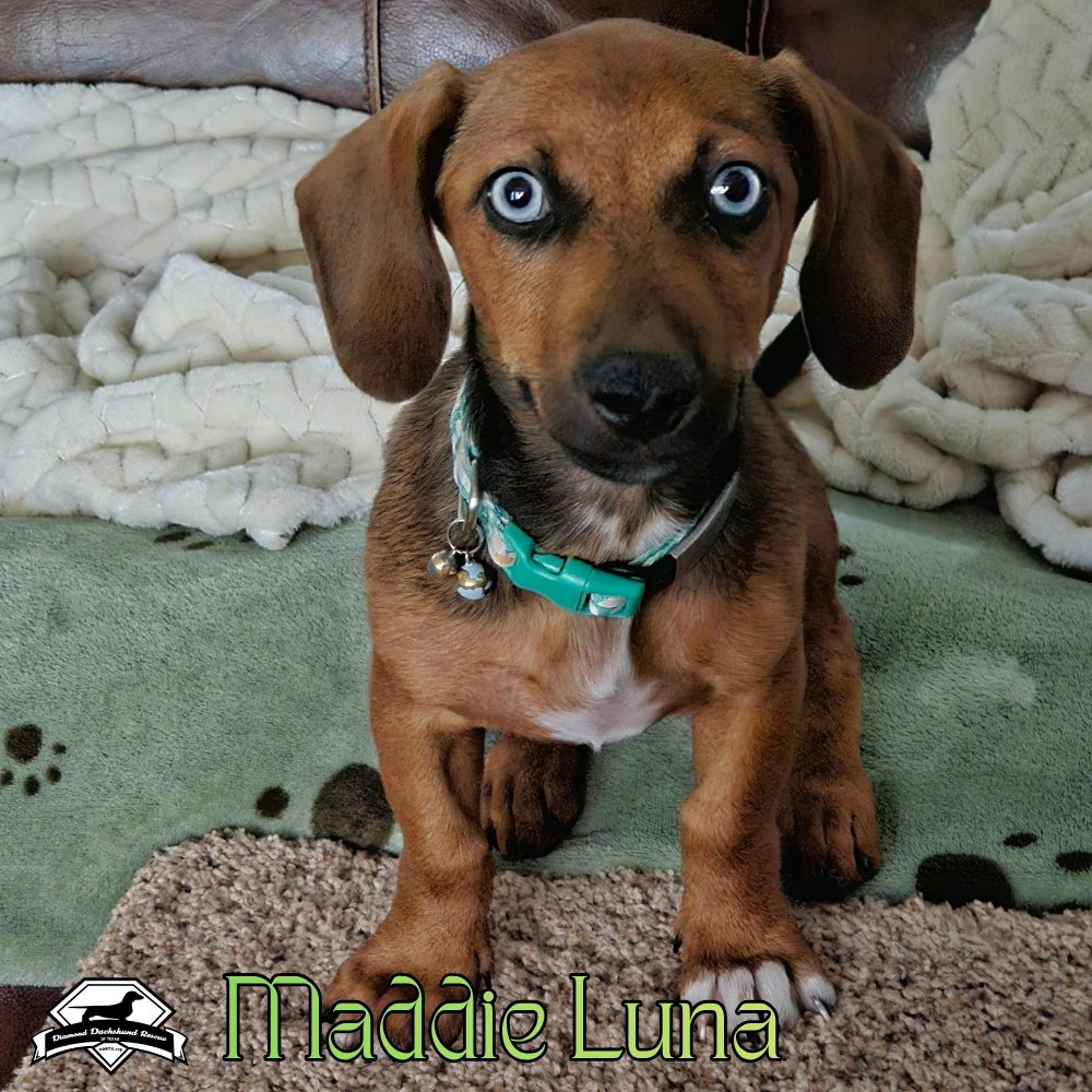 Maddie Luna, photo 4