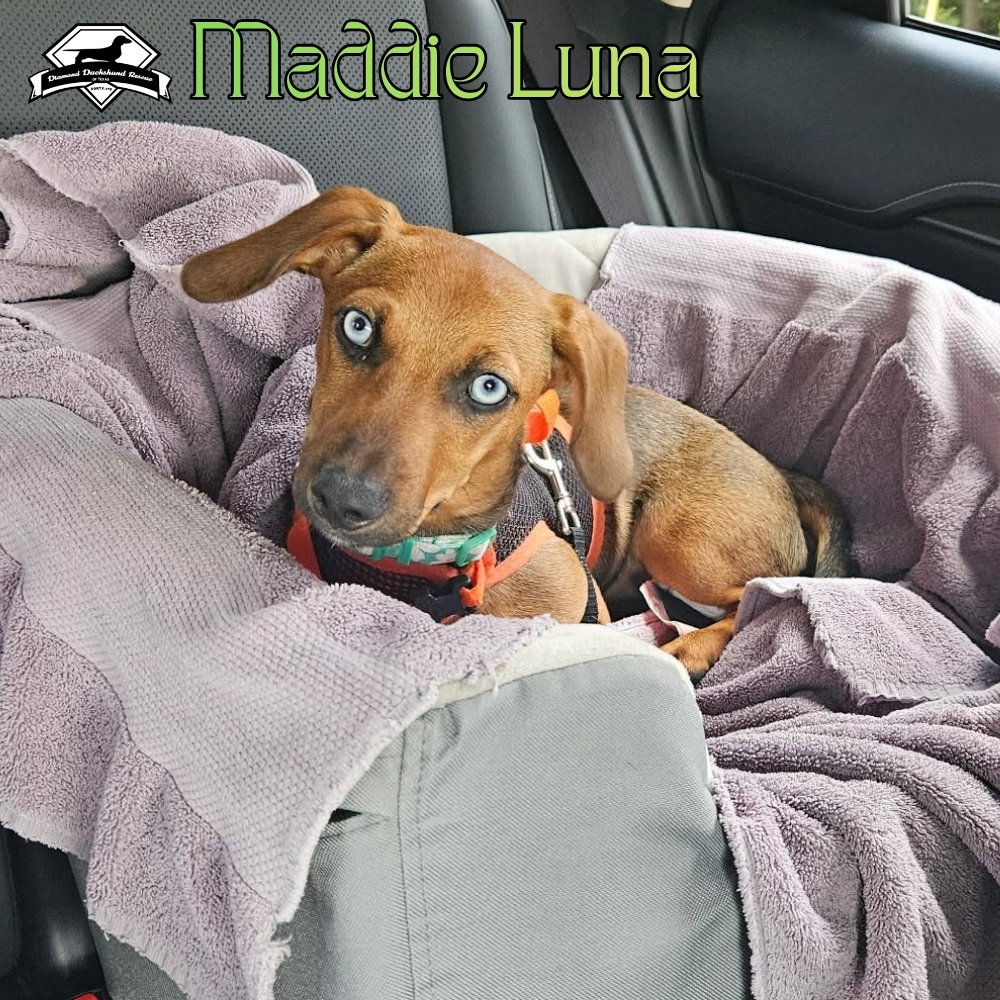Maddie Luna, photo 7