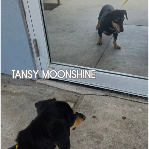 Tansy Moonshine, photo 3