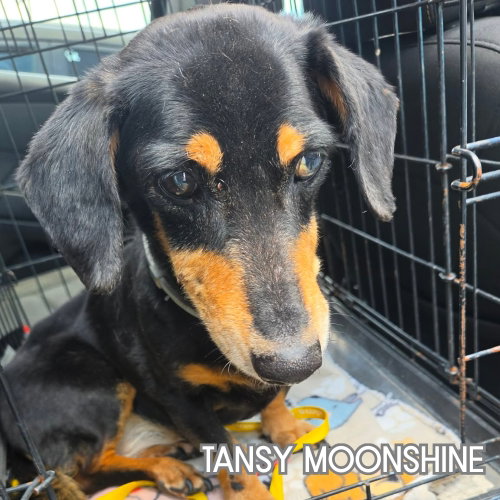 Tansy Moonshine, photo 4