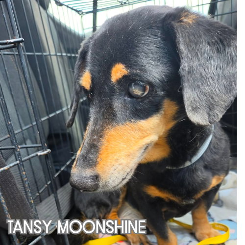 Tansy Moonshine, photo 5