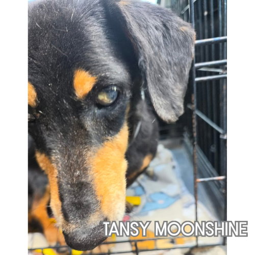 Tansy Moonshine, photo 6