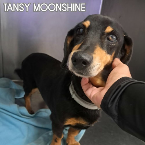 Tansy Moonshine, photo 7