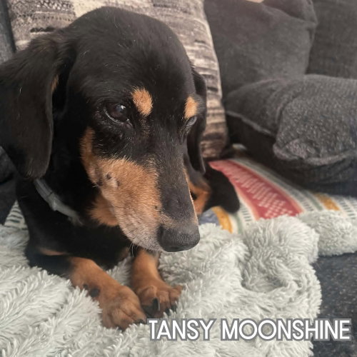 Tansy Moonshine, photo 2