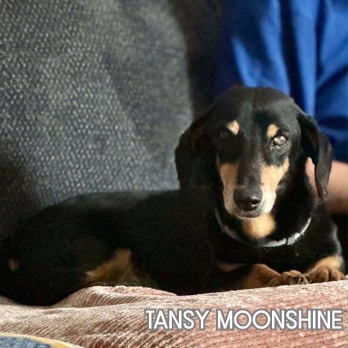 Tansy Moonshine, photo 8