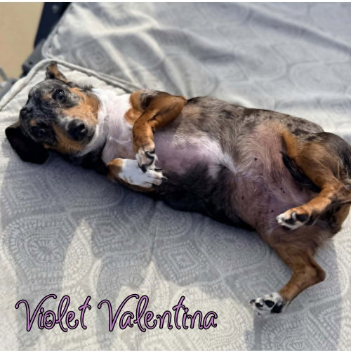 Violet Valentina, photo 4